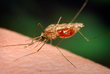 Nigerian Scientists Discover New Malaria Therapy