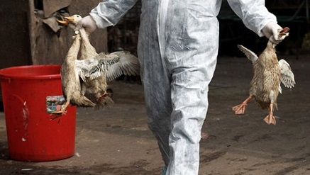 Lagos Confirms Resurgence of Bird Flu