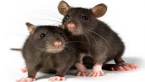 NCDC Raises Alarm over Lassa Fever Ravaging 18 States in Nigeria