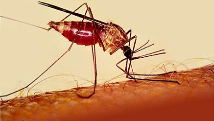 Nigerian Life Expectancy Increases but Malaria, Others Take Deadly Toll