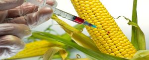  Nigeria Commercializes First Genetically Engineered Cowpea