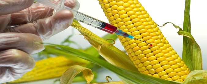 Health Concerns: FG Orders Return of $10m Imported GM Maize