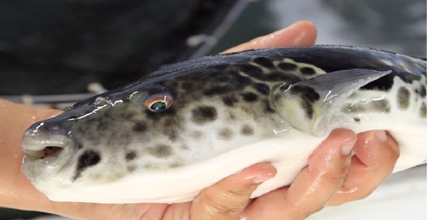 NAFDAC Says Consumption of Puffer Fish Harmful, Can Cause Death