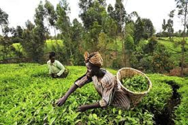 NAVSA: Creating A Viable Smart Agriculture For Nigerian Farmers