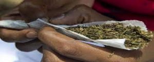 Reps Move to Legalize Use of Indian Hemp in Nigeria