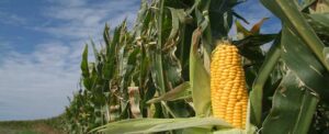Flexify Solutions Launches CyberAgric App to Revolutionize Agricultural Sector in Nigeria