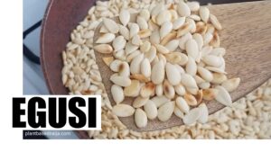 Nigeria Sends Egusi, Others to Space @ NASA’s Crew-11 Mission Launch