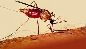 UK Pledges €1Bn to Fight against Malaria in Nigeria